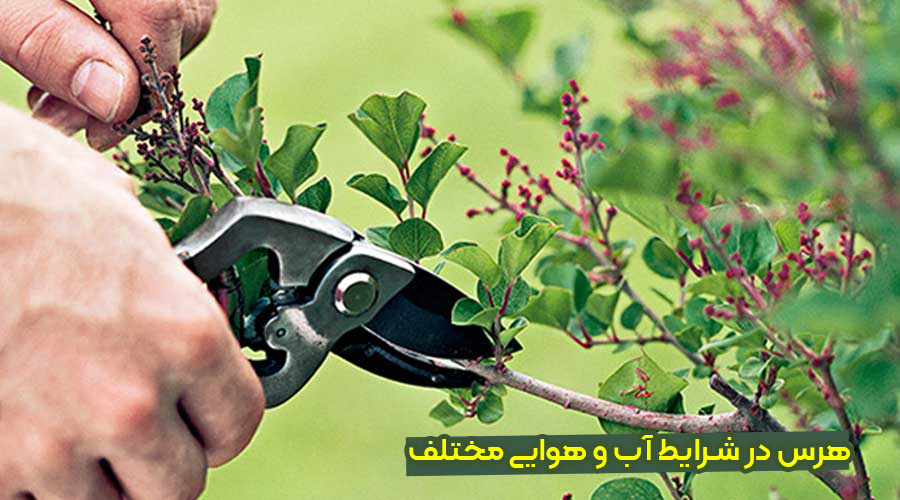 هرس کردن گل و گیاه