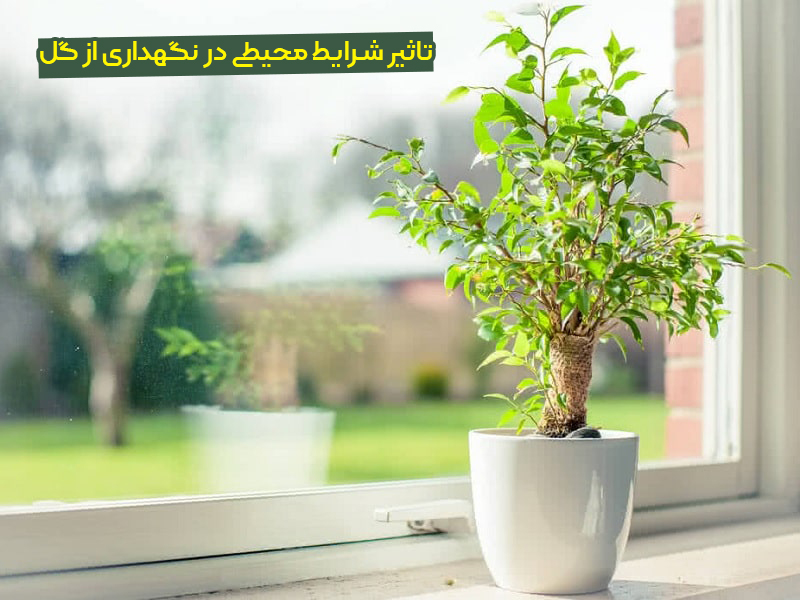 نگهداری از گل