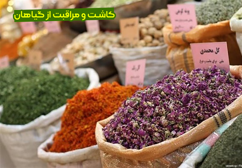 پرورش گیاهان دارویی