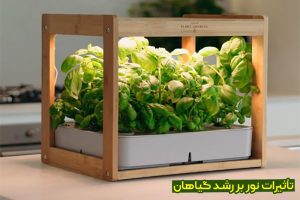 نور مورد نیاز گیاهان