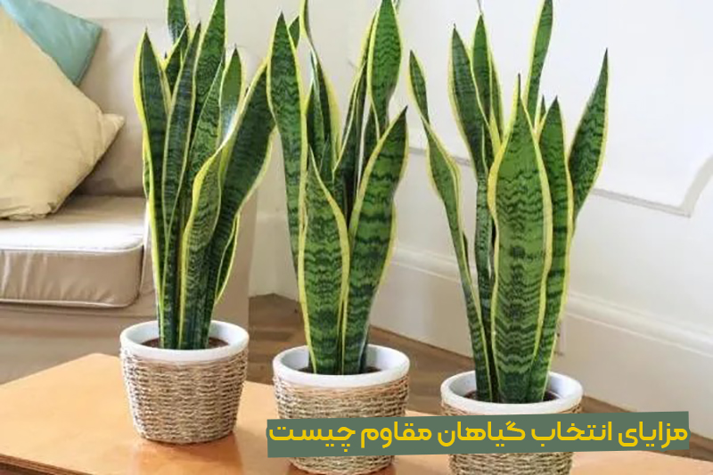 معرفی گیاهان مقاوم