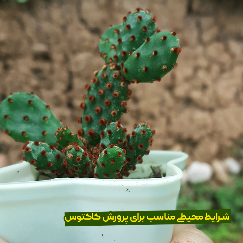 تولید و پرورش کاکتوس