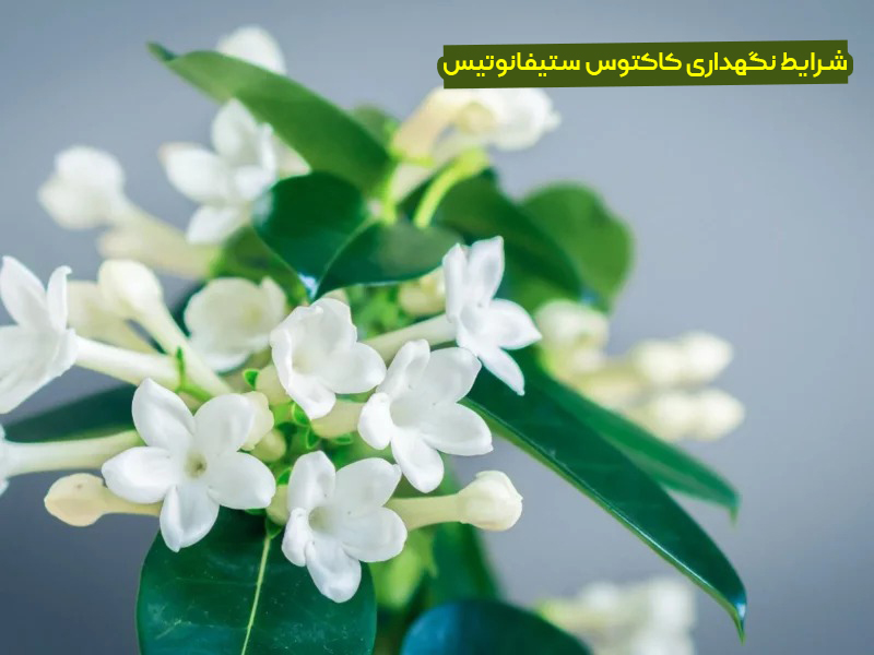 معرفی کاکاتوس ستیفانوتیس