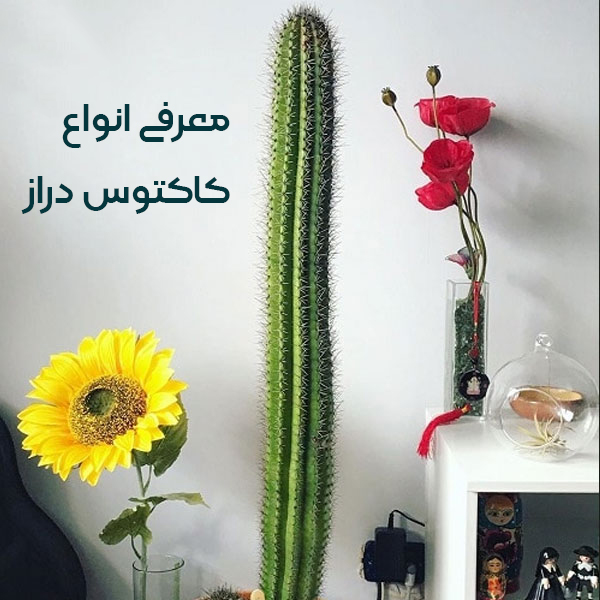 معرفی انواع کاکاتوس دراز
