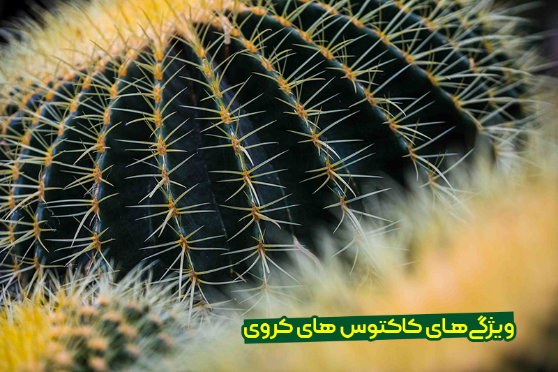 معرفی کاکتوس های کروی
