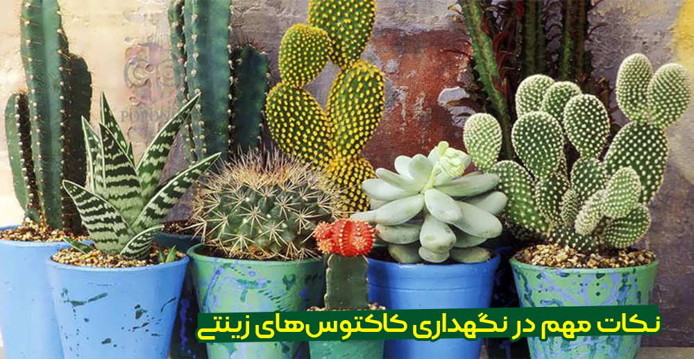 معرفی کاکتوس های زینتی