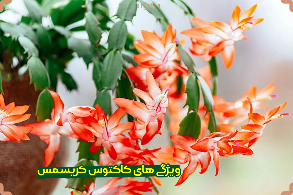 معرفی کاکتوس کریسمس