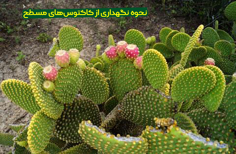معرفی کاکتوس های مسطح