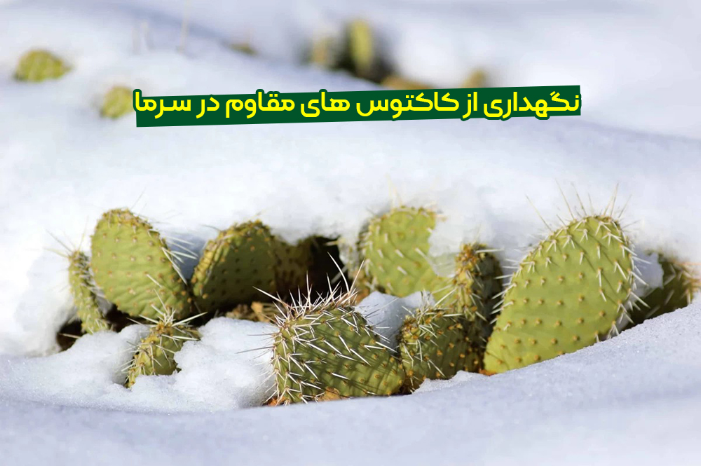 کاکتوس های مقاوم در سرما