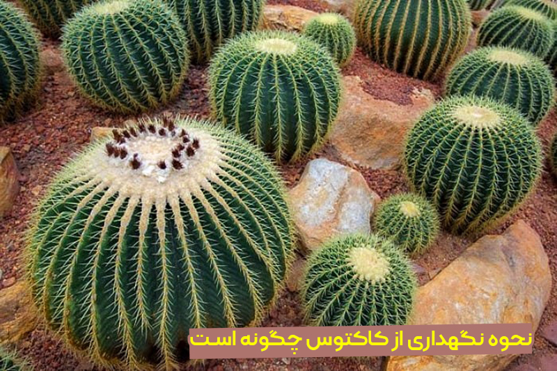 نحوه نگهداری از کاکتوس