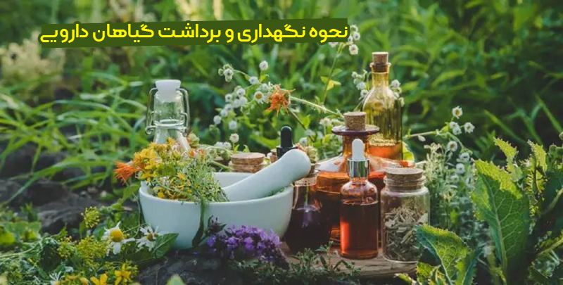 معرفی گیاهان دارویی