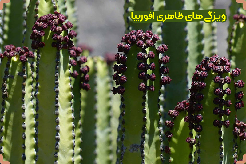 معرفی کاکتوس افوربیا