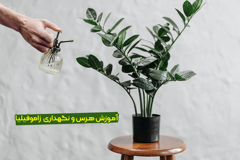 معرفی کاکتوس زاموفیلیا