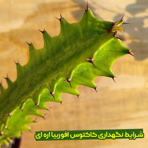 معرفی کاکتوس افوربیا اره ای
