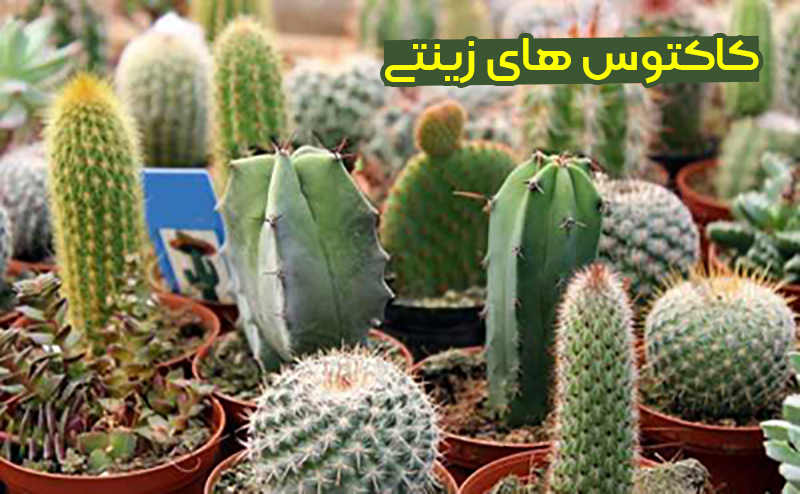 معرفی انواع کاکتوس