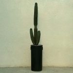 کاکتوس سرئوس پریانوس بزرگ Cereus peruvianus