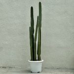 کاکتوس سرئوس پریانوس سایز بزرگ