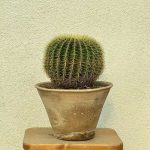 کاکتوس اچینو بزرگ