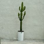 افوربیا اره ای