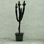افوربیا اینگنس باکس 40 Euphorbia ingens