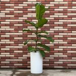 فیکوس لیراتا Ficus Lyrata
