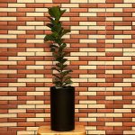 فیکوس لیراتا مینیاتور Ficus Lyrata