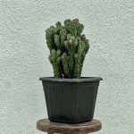 کاکتوس صخره ای