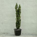 کاکتوس بزرگ افوربیا تریگونا سبز باکس 40