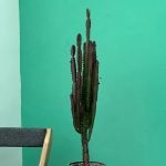 افوربیا تریگونا قرمز بزرگ