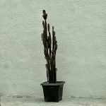 افوربیا تریگونا قرمز سطل 10 Euphorbia trigona red
