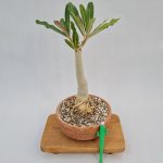 بونسای آدنیوم اوبسوم