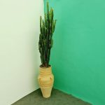 افوربیا تریگونا سبز بزرگ