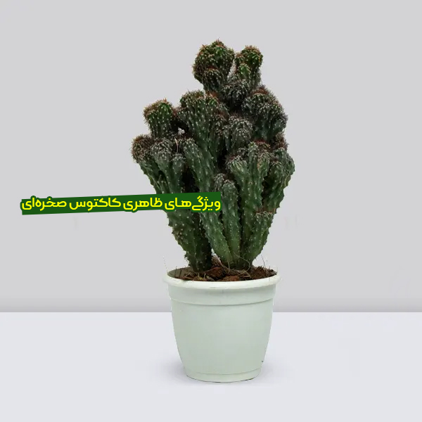 معرفی کاکتوس صخره ای