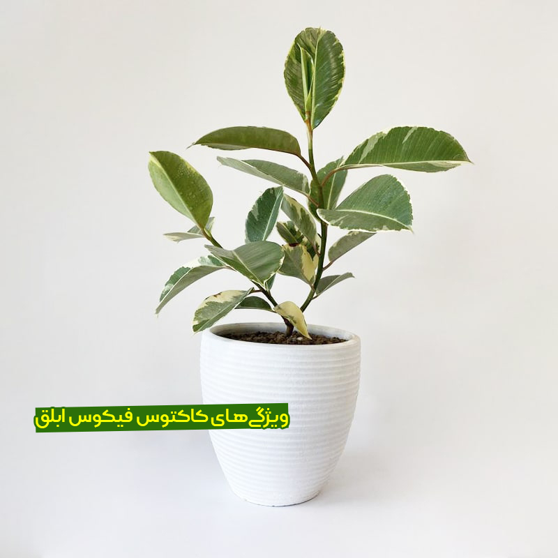 معرفی کاکتوس فیکوس ابلق