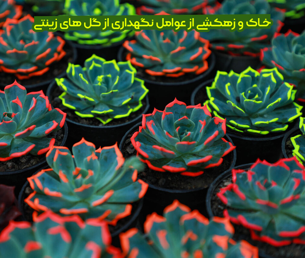 آموزش نگهدار از گل های زینتی