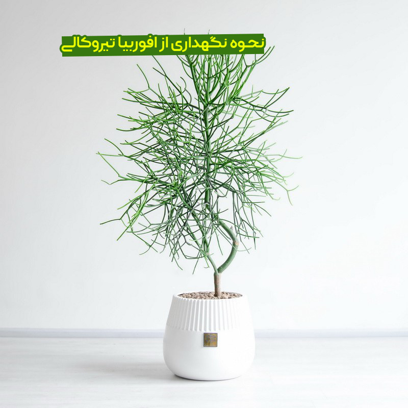 معرفی افوربیا تیروکالی
