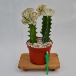 افوربیا لاکتی پیوندی