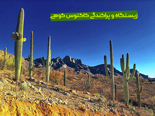 معرفی کاکتوس کوهی