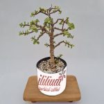 بونسای کراسولا خرفه ای ابلق