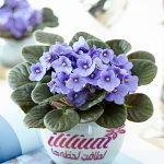 گل بنفشه آفریقایی