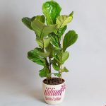 فیکوس لیراتا