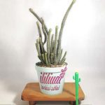 افوربیا مدادی