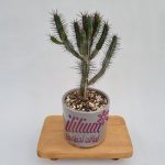 افوربیا انوپلا