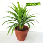 گل پاندانونس