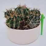 آستروفیتوم اورناتوم