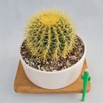 اچینو کاکتوس گروزونی