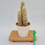 اسپوستوا سفید