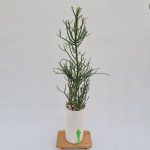 افوربیا تیروکالی