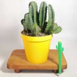 افوربیا رسینیفرا