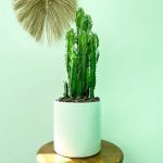 افوربیا تریگونا سبز سطل 3